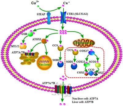 The emerging role of copper in depression